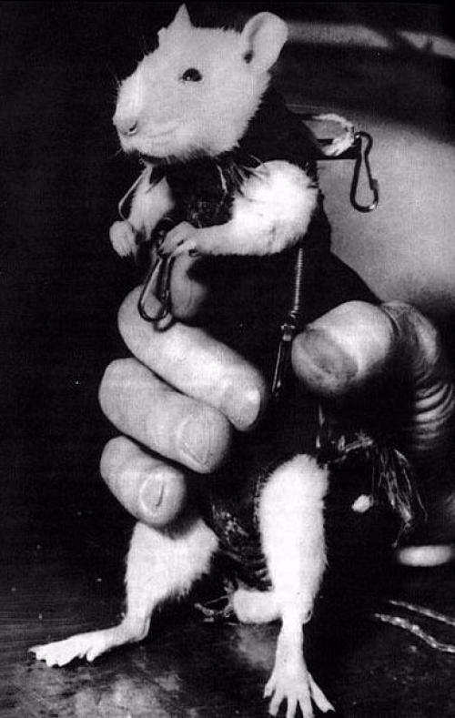 Крыса Гектор - первый французский астронавт, 1961.