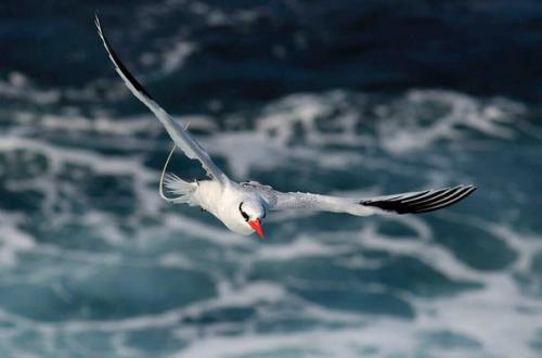 Флора и фауна галапагосских островов. 02