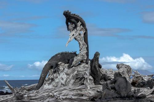 Флора и фауна галапагосских островов.