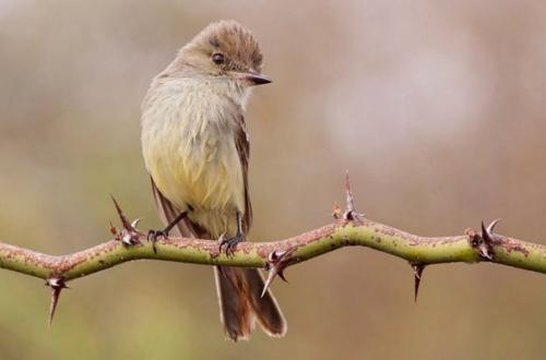 Флора и фауна галапагосских островов. 06