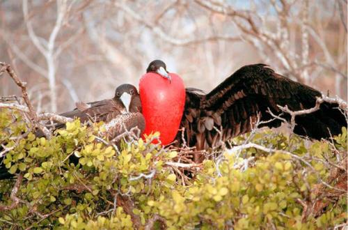 Флора и фауна галапагосских островов. 07