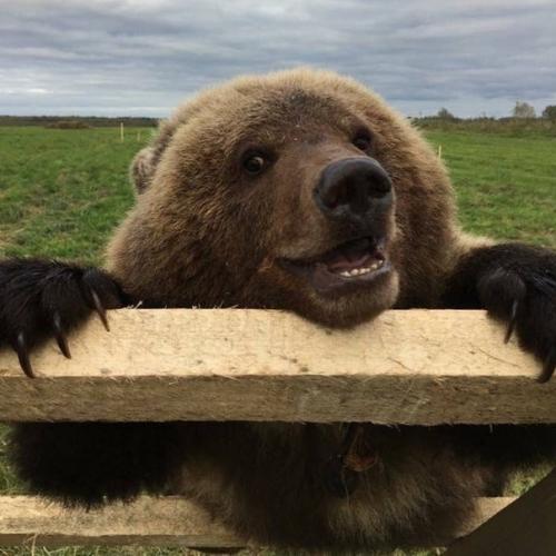 Мишка решил заглянуть на аэродром в калужской области. 04