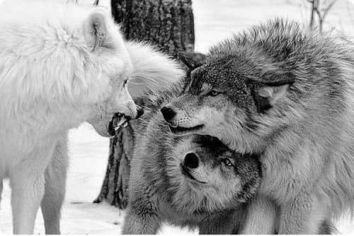 Самка под своего самца спряталась.  