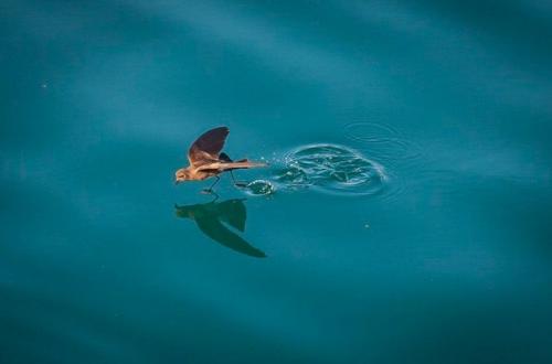 Флора и фауна галапагосских островов. 05