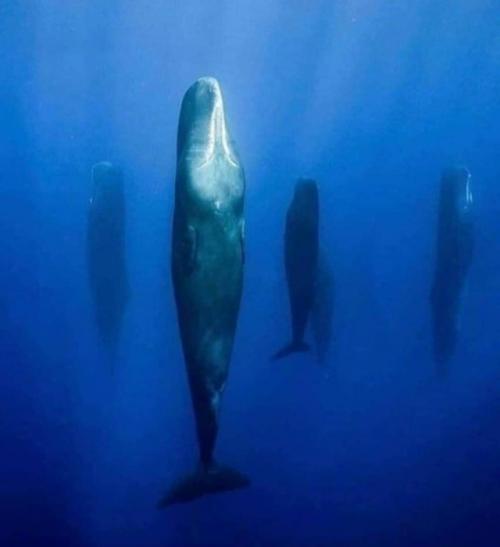 Стая кашалотов спит посреди открытого океана.