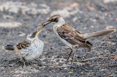 Флора и фауна галапагосских островов. 04