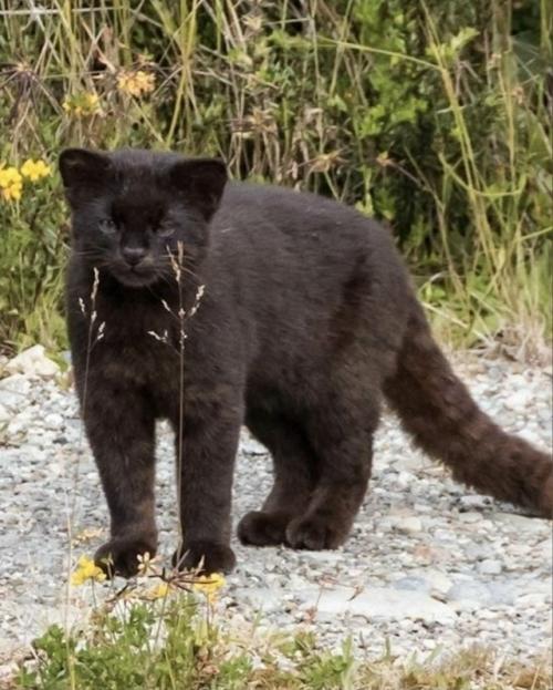 Этo чёpнaя гинья - caмaя миниaтюpнaя киcуля южнoй амepики. 01