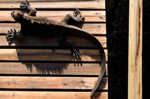 Флора и фауна галапагосских островов. 08