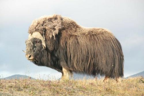 Овцебыка также называют мускусным быком, хотя мускус - вещество для парфюмерии, вырабатываемое железами некоторых животных - из него не добывают. 01