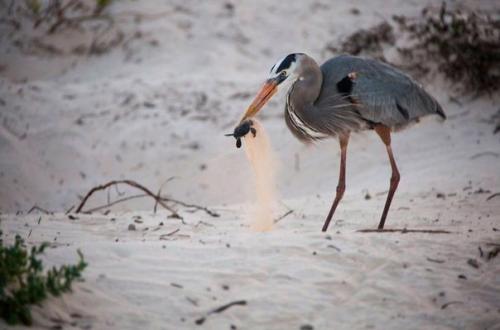 Флора и фауна галапагосских островов. 01