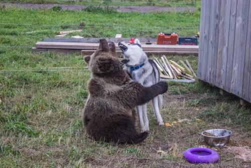 Мишка решил заглянуть на аэродром в калужской области. 05