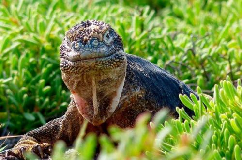 Флора и фауна галапагосских островов. 03