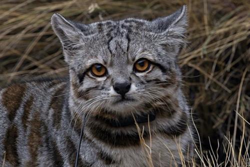Это андская кошка - один из самых редких и малоизученных хищников на земле.  