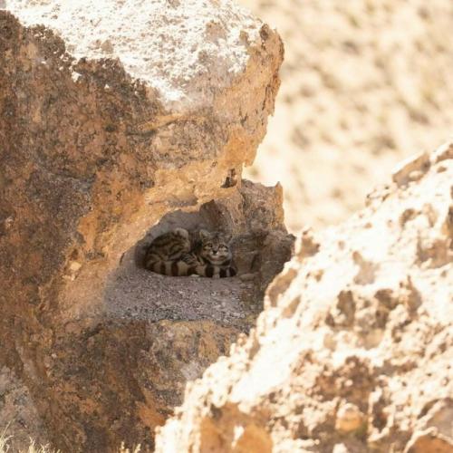 Это андская кошка - один из самых редких и малоизученных хищников на земле. 03