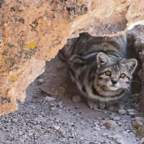 Это андская кошка - один из самых редких и малоизученных хищников на земле. 02