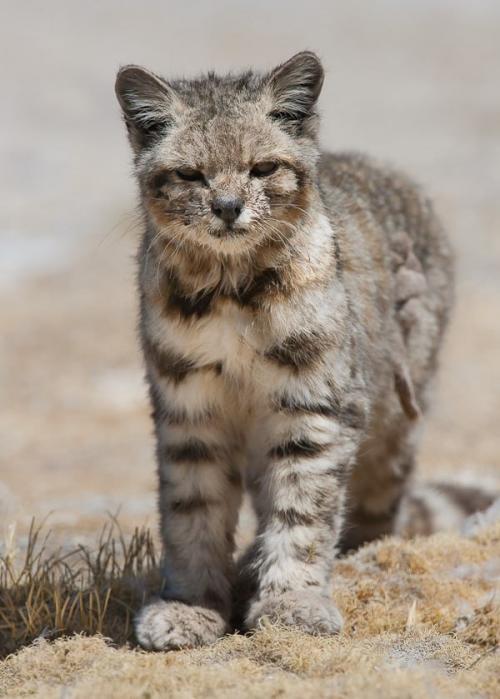 Это андская кошка - один из самых редких и малоизученных хищников на земле. 05