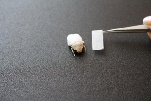 Это, на секундочку, самый белый жук в мире (никакого расизма, только факты. 02 Это, на секундочку, самый белый жук в мире (никакого расизма, только факты. 02