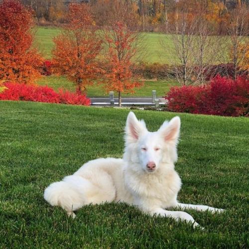 Этого пёсика зовут август, его нашли в Москве грязного, отмыли и приютили. 06