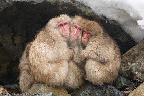 Японские макаки научились воровать сумочки и кошельки, вытаскивать монеты, бросать их в торговые автоматы и добывать таким образом себе лакомство.