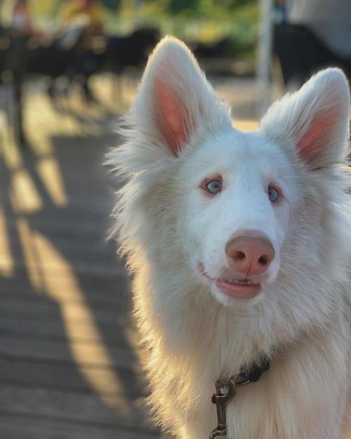 Этого пёсика зовут август, его нашли в Москве грязного, отмыли и приютили. 05
