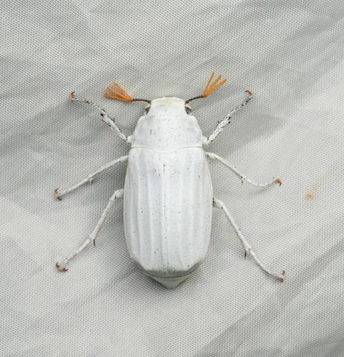 Это, на секундочку, самый белый жук в мире (никакого расизма, только факты.  