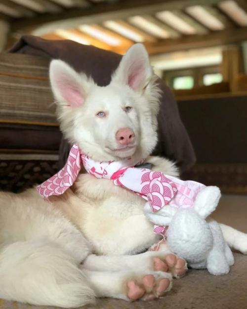 Этого пёсика зовут август, его нашли в Москве грязного, отмыли и приютили. 03