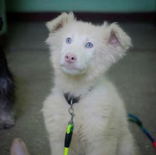 Этого пёсика зовут август, его нашли в Москве грязного, отмыли и приютили. 04