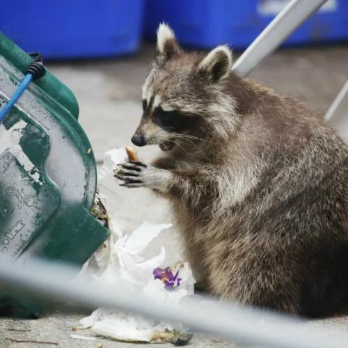 Городские еноты стали меньше бояться людей и постепенно теряют дикие черты. 01