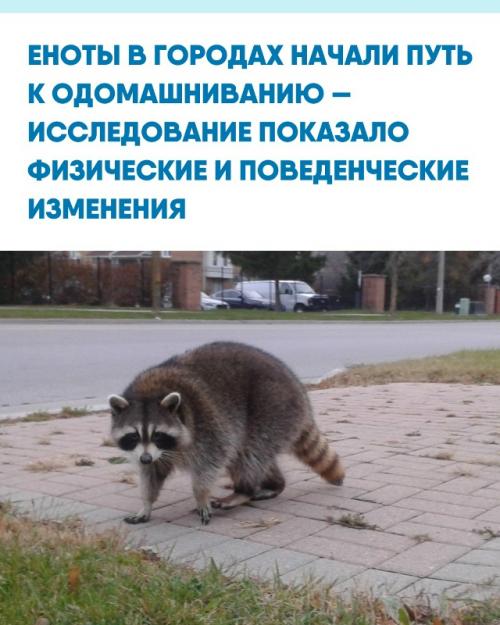 Городские еноты стали меньше бояться людей и постепенно теряют дикие черты.  
