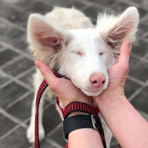 Этого пёсика зовут август, его нашли в Москве грязного, отмыли и приютили. 02