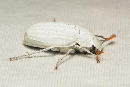 Это, на секундочку, самый белый жук в мире (никакого расизма, только факты. 01 Это, на секундочку, самый белый жук в мире (никакого расизма, только факты. 01