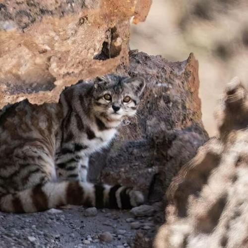Это андская кошка - один из самых редких и малоизученных хищников на земле. 01