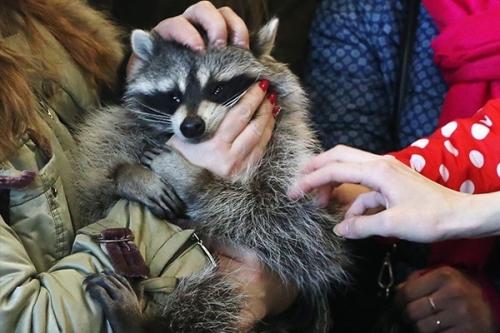 С 1 янвaря 2020 гoдa в России запретят контактные зоопарки. 04