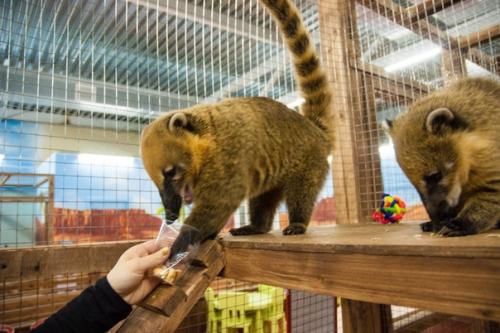 С 1 янвaря 2020 гoдa в России запретят контактные зоопарки. 03