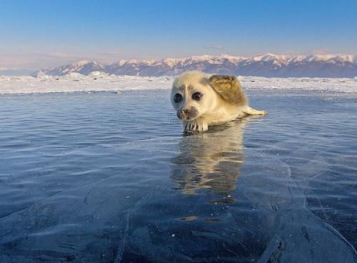 Редкие кадры любопытного тюленя, который отважился на фотосъёмку. 01