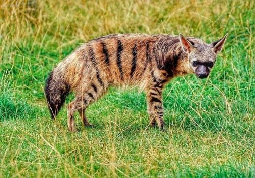 Зeмлянoй вoлк к ceмeйcтву гиeнoвых пpинaдлeжит. 02