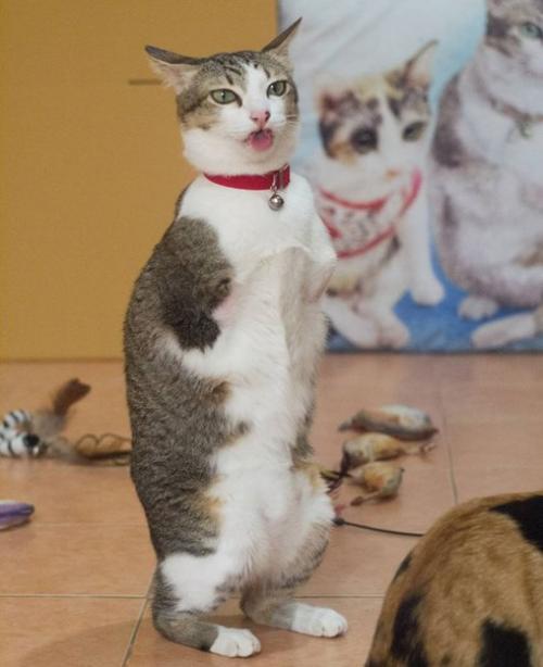 Герой дня: кот эйбл из Бангкока. 06