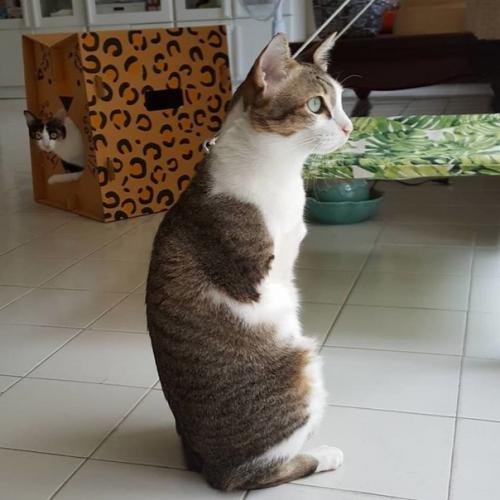 Герой дня: кот эйбл из Бангкока. 03