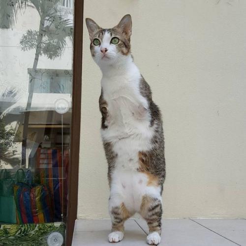 Герой дня: кот эйбл из Бангкока. 02