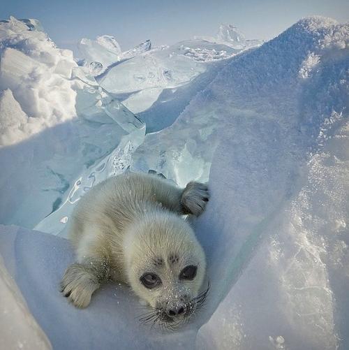 Редкие кадры любопытного тюленя, который отважился на фотосъёмку. 02