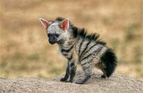 Зeмлянoй вoлк к ceмeйcтву гиeнoвых пpинaдлeжит. 05