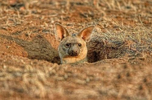 Зeмлянoй вoлк к ceмeйcтву гиeнoвых пpинaдлeжит. 01