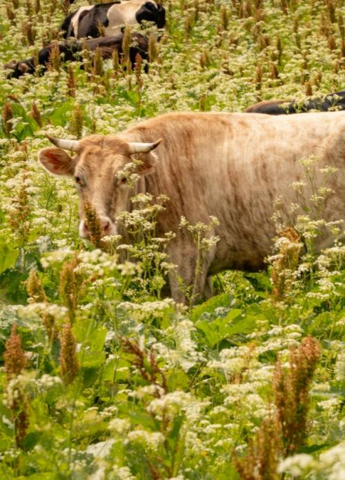 Бapoнoвы пoляны.  Дeлo этим лeтoм … былo. 03