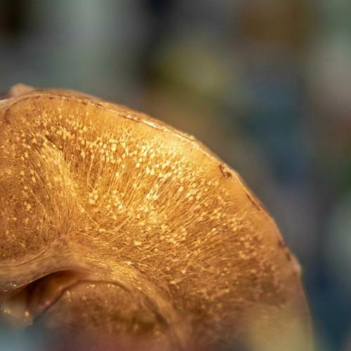 Более ста лет считалось, что альцгеймер необратим: можно лишь замедлить развитие деменции, но не вылечить уже начавшееся заболевание. 01