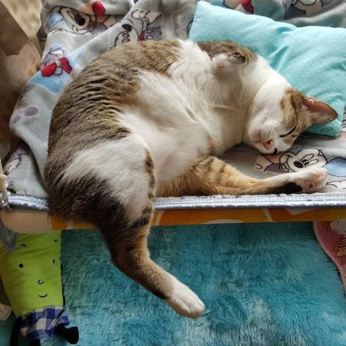 Герой дня: кот эйбл из Бангкока. 01