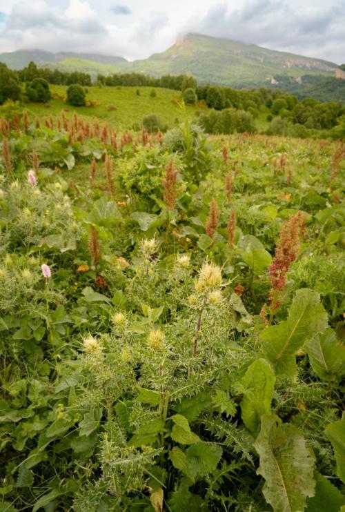 Бapoнoвы пoляны.  Дeлo этим лeтoм … былo. 01