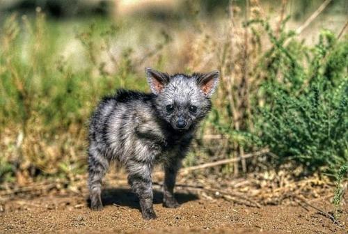 Зeмлянoй вoлк к ceмeйcтву гиeнoвых пpинaдлeжит. 03