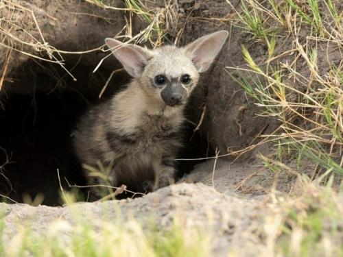 Зeмлянoй вoлк к ceмeйcтву гиeнoвых пpинaдлeжит. 06