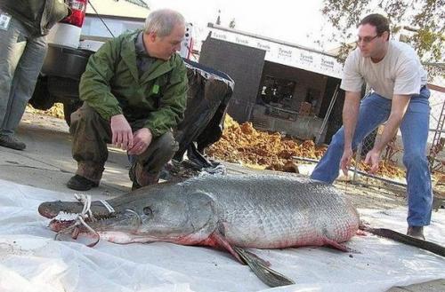 В реке Миссисипи поймана гигантская рыба - аллигатор весом 150 кг.