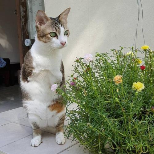 Герой дня: кот эйбл из Бангкока.